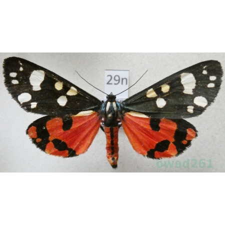 Callimorpha dominula (Linnaeus, 1758) Krasopani poziomkówka Poland29n